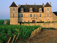 Clos de Vougeot Vineyard, Vougeot, France